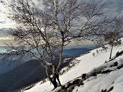 55 Betulla panoramica verso la pianura